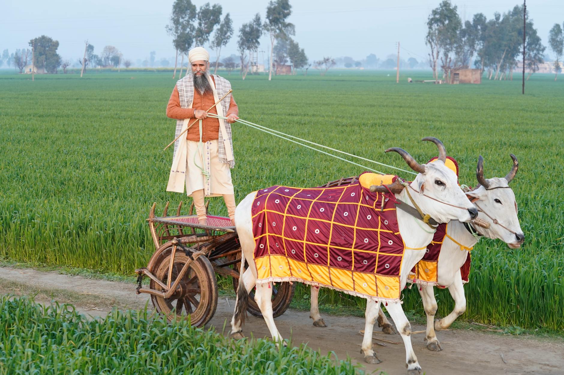 man with cows on a field